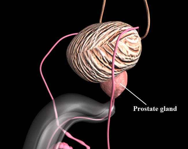 prostate gland